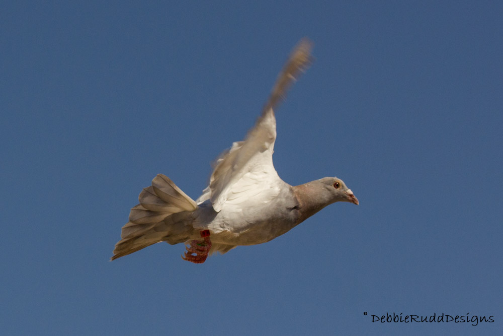 BIGGEST PIGEON CLUB IN TAIWAN visual data 3